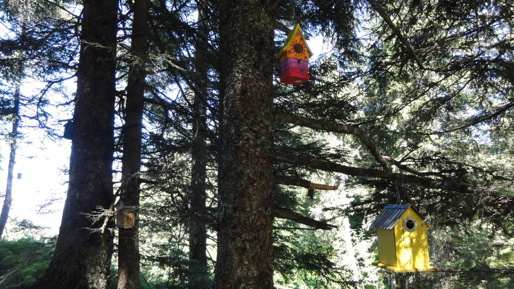 Haus Primula Pizol Daire Wangs Dış mekan fotoğraf